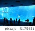 美ら海水族館の大水槽