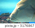 3176867