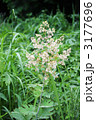 夏の野草タケニグサの花縦位置
