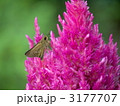 ケイトウの花を吸蜜するイチモンジセセリ