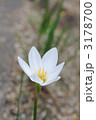 花の白いゼフィランサス　玉すだれ