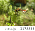 南会津のアキアカネ（７）