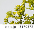 おみなえし(女郎花)の花