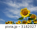 夏！ひまわり畑