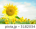 これぞ夏、これぞひまわり！