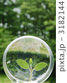 透明球体の新芽