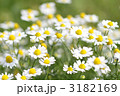 カモミール