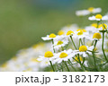カモミール