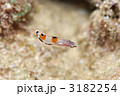 カンムリベラの幼魚