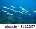 タイワンカマス