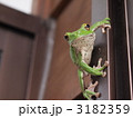 カエル