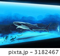 水族館のジンベエザメ
