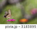素材ナンバー 3183895 : 「百日草にアゲハチョウ」