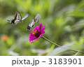素材ナンバー 3183901 : 「百日草に2匹のアゲハチョウ」