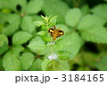 黄斑挵蝶　キマダラセセリと申します。