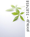 南国イメージ