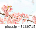 ソフトイメージの八重紅枝垂れ桜