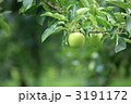 青リンゴ