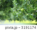 青リンゴ