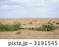 3 giraffes