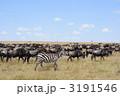 ヌー（Gnu）の大群とシマウマ