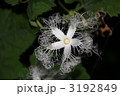 カラスウリの花