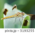 ミヤマアカネの雌（パノラマ合成）