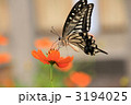 キバナコスモスで吸蜜するアゲハチョウ