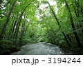 奥入瀬渓流のブナ林