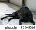 3194596