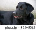3194598