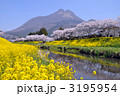 菜の花の由布岳