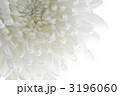 菊　シンプル　アップＬ上