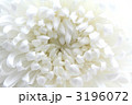 菊　シンプル　アップサンター