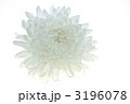 菊　シンプル　全体