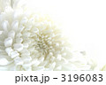 菊　シンプル　Ｌ斜め半分