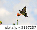 キバナコスモスで吸蜜するアゲハチョウ
