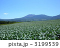 嬬恋高原のキャベツ畑