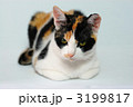 足をたたんで伏せる猫