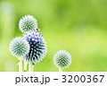 ヒゴタイ公園