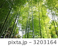 さわやかな竹林