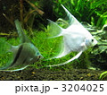 アクアリウム2
