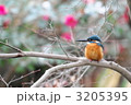 カワセミ