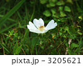 富士の裾野にひっそり咲く野茨の花