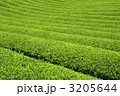 茶畑 3205644
