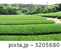茶畑 3205680
