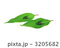 イヌタデの葉表側横位置