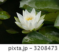 白色のハス