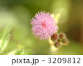 妖精の花火
