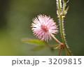 妖精の花火